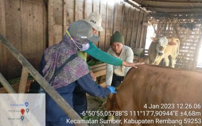 Penelitian Dampak Penyakit Mulut dan Kuku (PMK) di Kabupaten Rembang